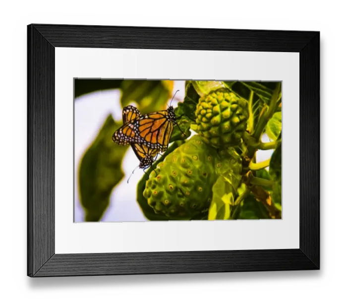 Framed Print : USA, North America, Hawaii Framed Print : USA, North America, Hawaii