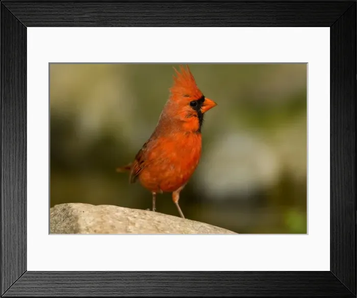 Framed Print : Northern Cardinal, male perched on rock Framed Print : Northern Cardinal, male perched on rock
