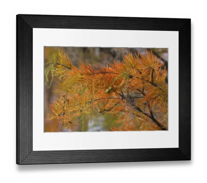 Framed Print : USA, Georgia, George Smith State Park, Cypress trees in the fall Framed Print : USA, Georgia, George Smith State Park, Cypress trees in the fall