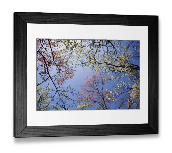 Framed Print : Skyward view of pink and white dogwood trees, Lexington, Kentucky. Cornus Florida Framed Print : Skyward view of pink and white dogwood trees, Lexington, Kentucky. Cornus Florida
