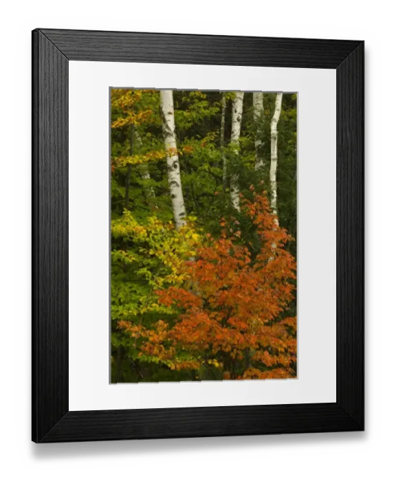 Framed Print : USA, New Hampshire, Harts Location, White Mountain National Forest, birch trees with Framed Print : USA, New Hampshire, Harts Location, White Mountain National Forest, birch trees with