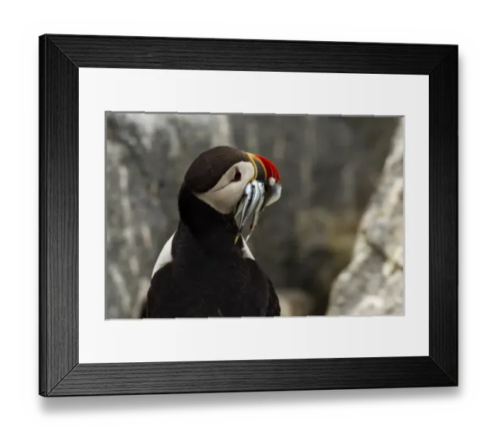Framed Print : USA, North America, Maine Framed Print : USA, North America, Maine