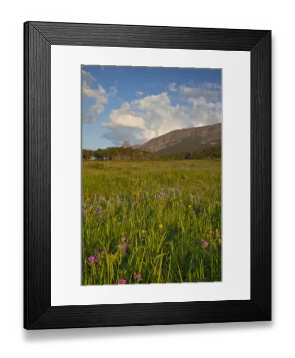 Framed Print : Prairie wildflowers on Two Dog Flats in Glacier National Park, Montana, USA Framed Print : Prairie wildflowers on Two Dog Flats in Glacier National Park, Montana, USA