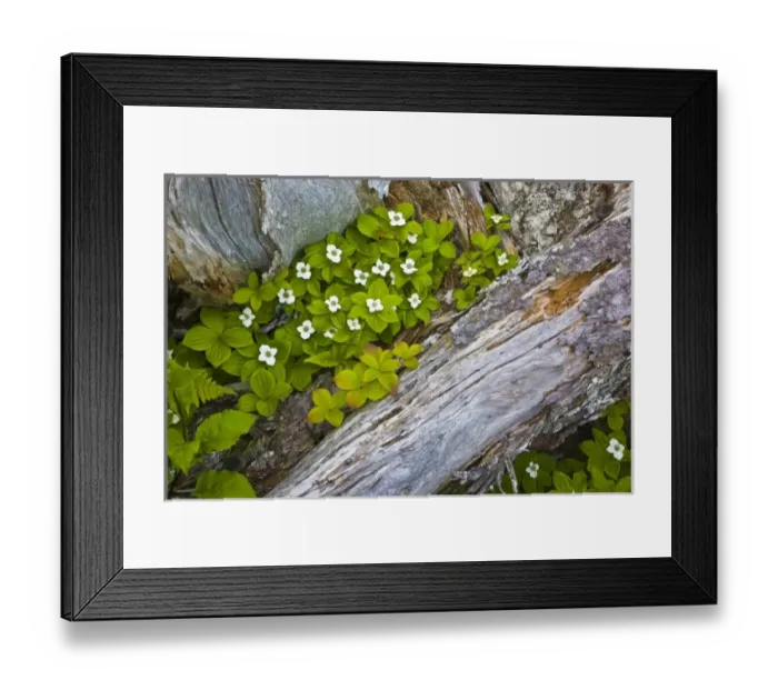 Framed Print : USA, North America, Maine Framed Print : USA, North America, Maine
