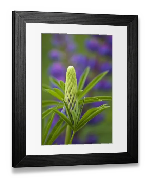Framed Print : USA, Maine, Acadia National Park. Close-up of lupine flower bud Framed Print : USA, Maine, Acadia National Park. Close-up of lupine flower bud
