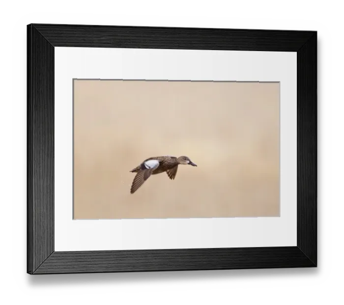 Framed Print : Female blue winged teal (Anas discors) in flight at Funk WPA near Minden, Nebraska, USA Framed Print : Female blue winged teal (Anas discors) in flight at Funk WPA near Minden, Nebraska, USA