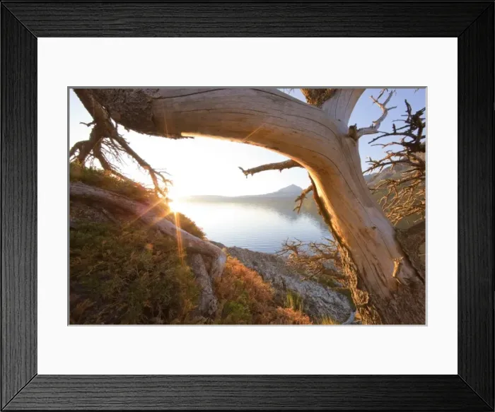 Framed Print : Sunrise peers through gnarled pine above St Mary Lake and Divide Mountain in Glacier Framed Print : Sunrise peers through gnarled pine above St Mary Lake and Divide Mountain in Glacier
