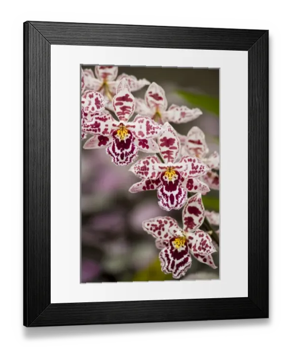 Framed Print : USA, Hawaii, Hilo. A spray of orchids growing in the Hawaii Tropical Botanical Gardens Framed Print : USA, Hawaii, Hilo. A spray of orchids growing in the Hawaii Tropical Botanical Gardens