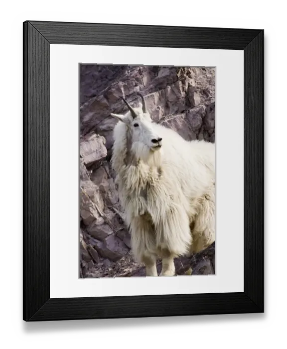 Framed Print : Mountain goat billy at the Goat Lick in Glacier National Park in Montana Framed Print : Mountain goat billy at the Goat Lick in Glacier National Park in Montana