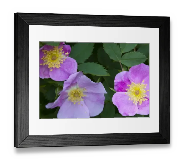 Framed Print : Macro of wild rose flowering