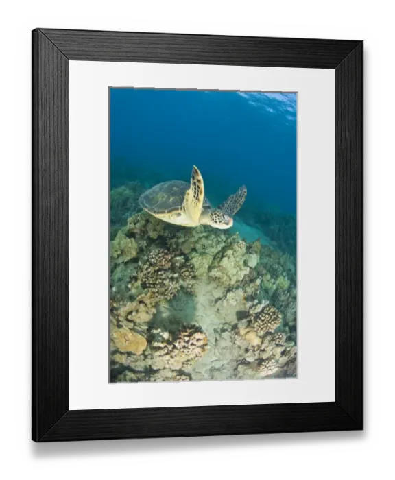 Framed Print : The Green Sea Turtle, (Chelonia mydas), is the largest hard-shelled sea turtle, Turtle