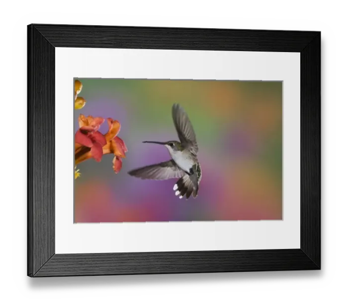 Framed Print : Female Ruby Throated Hummingbird in flight, Archilochus colubris, Kentucky Framed Print : Female Ruby Throated Hummingbird in flight, Archilochus colubris, Kentucky