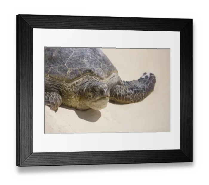 Framed Print : North America, Northwestern Hawaiian Islands, Midway Atoll. Hawaiian Green Turtle Framed Print : North America, Northwestern Hawaiian Islands, Midway Atoll. Hawaiian Green Turtle