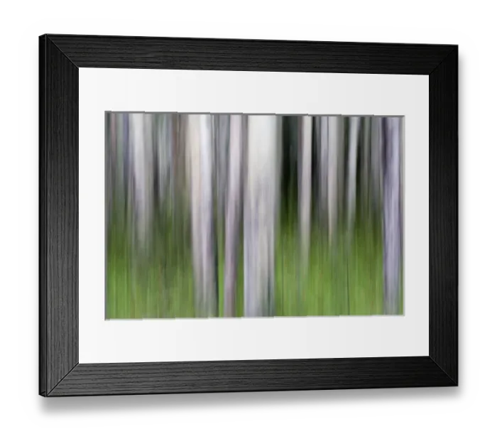 Framed Print : Abstract image of aspen trees in Glacier National Park Framed Print : Abstract image of aspen trees in Glacier National Park