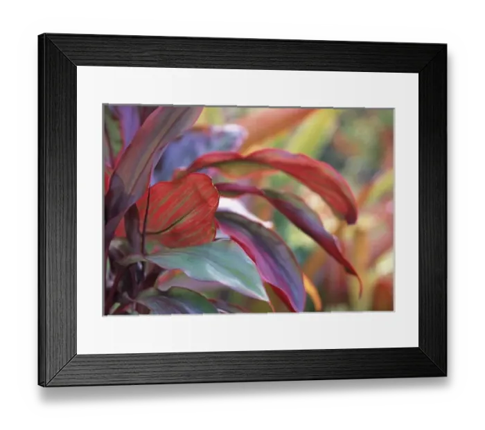 Framed Print : USA, Hawaii, Kauai. Close-up of ti plant leaves Framed Print : USA, Hawaii, Kauai. Close-up of ti plant leaves