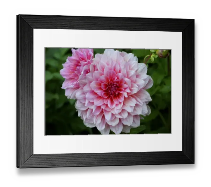 Framed Print : USA, Massachusetts, Shelburne Falls. Pink dahlias on Shelburnes Bridge of Flowers Framed Print : USA, Massachusetts, Shelburne Falls. Pink dahlias on Shelburnes Bridge of Flowers