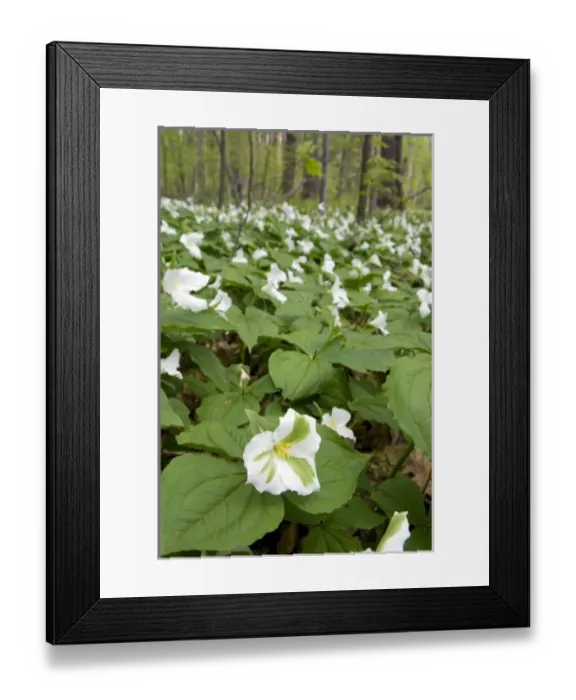 Framed Print : Trillium flowering plants growing wild in a woodlot in Michigan, USA Framed Print : Trillium flowering plants growing wild in a woodlot in Michigan, USA
