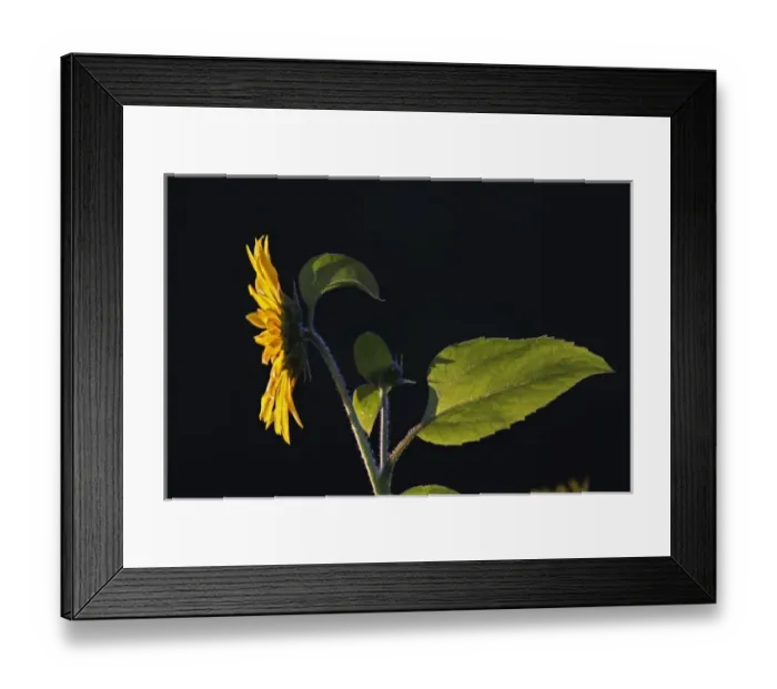 Framed Print : USA, North America, Maine