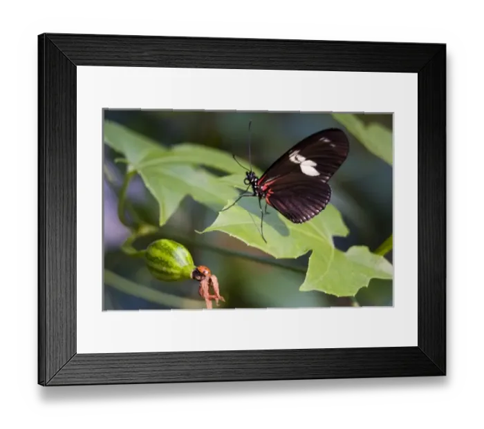 Framed Print : USA, North America, Georgia Framed Print : USA, North America, Georgia