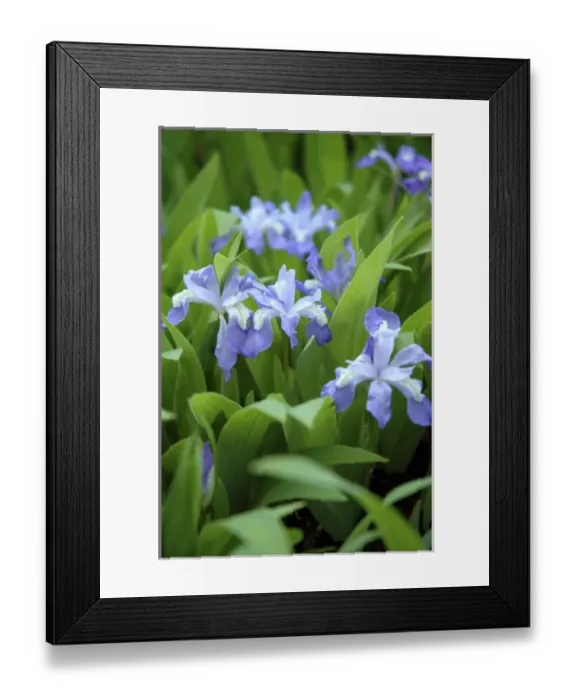 Framed Print : USA, Massachusetts, Reading, Dwarf Iris Framed Print : USA, Massachusetts, Reading, Dwarf Iris