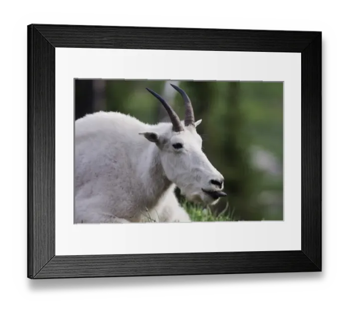 Framed Print : Mountain Goat, Oreamnos americanus, adult with summer coat showing tongue, Logan Pass Framed Print : Mountain Goat, Oreamnos americanus, adult with summer coat showing tongue, Logan Pass