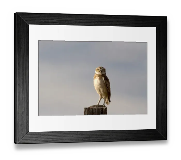 Framed Print : Burrowing owl on a fence post in Idaho Framed Print : Burrowing owl on a fence post in Idaho