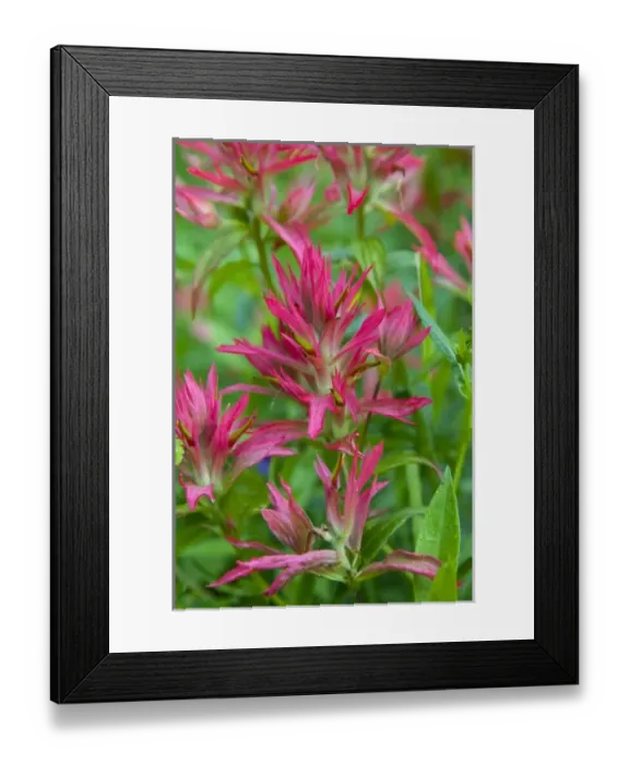 Framed Print : Indian paintbrush wildflower in Glacier National Park in Montana