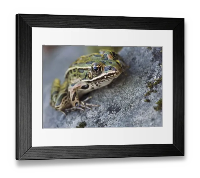 Framed Print : Northern Leopard frog, See-through Island, Blind Pig Channel, Voyageurs National Park Framed Print : Northern Leopard frog, See-through Island, Blind Pig Channel, Voyageurs National Park