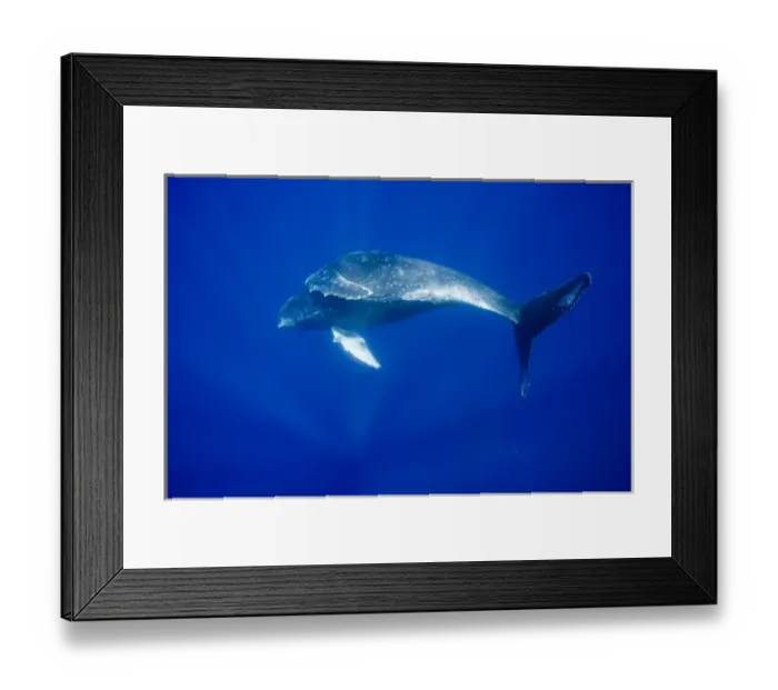 Framed Print : USA, Hawaii, Big Island, Underwater view of Humpback Whale (Megaptera novaengliae)