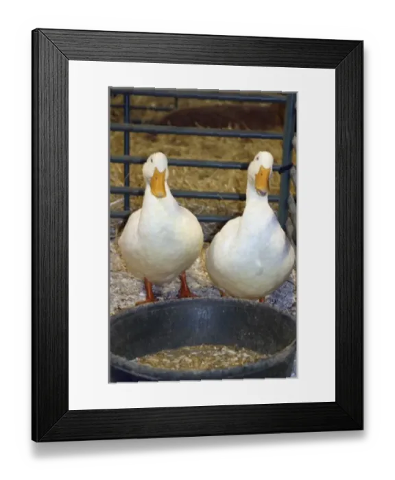 Framed Print : Indianapolis, Indiana, Indiana State Fair Framed Print : Indianapolis, Indiana, Indiana State Fair
