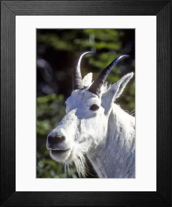 Framed Print : Mountain Goat, Oreamnos americanus, In Glacier National Park, Montana, USA Framed Print : Mountain Goat, Oreamnos americanus, In Glacier National Park, Montana, USA