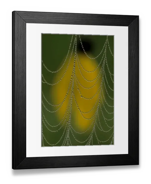 Framed Print : USA, Michigan. Dewy web section in front of prairie coneflower blossom Framed Print : USA, Michigan. Dewy web section in front of prairie coneflower blossom