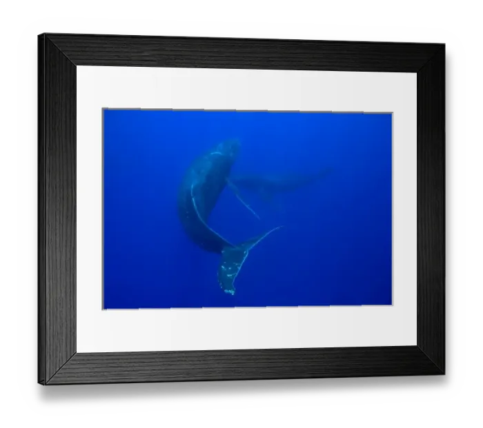 Framed Print : USA, Hawaii, Big Island, Underwater view of Humpback Whales (Megaptera novaengliae) Framed Print : USA, Hawaii, Big Island, Underwater view of Humpback Whales (Megaptera novaengliae)