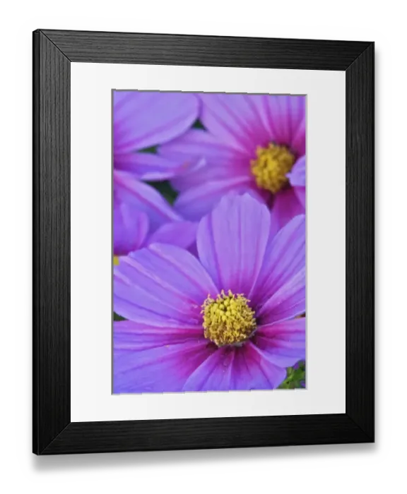 Framed Print : Close-up of Cosmos flowers, Cosmos bipinnatus, Maine