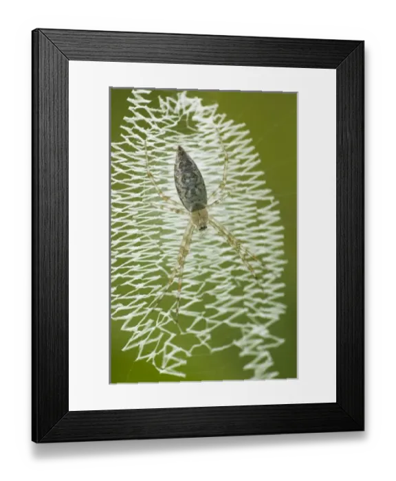 Framed Print : USA, North America, Georgia