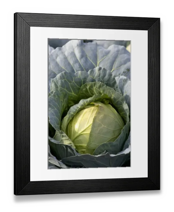 Framed Print : Cabbage growing on a farm in Fruitland, Idaho Framed Print : Cabbage growing on a farm in Fruitland, Idaho