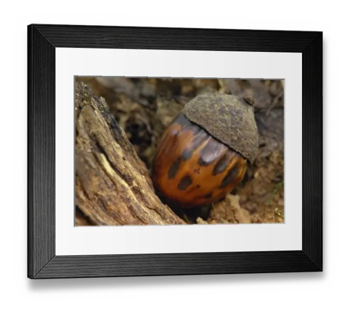 Framed Print : Fallen acorn, First Creek Trail, Mammoth Cave National Park, Kentucky, KY, USA Framed Print : Fallen acorn, First Creek Trail, Mammoth Cave National Park, Kentucky, KY, USA