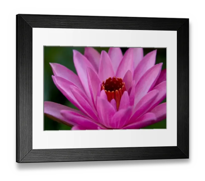 Framed Print : Pink Water Lily Framed Print : Pink Water Lily