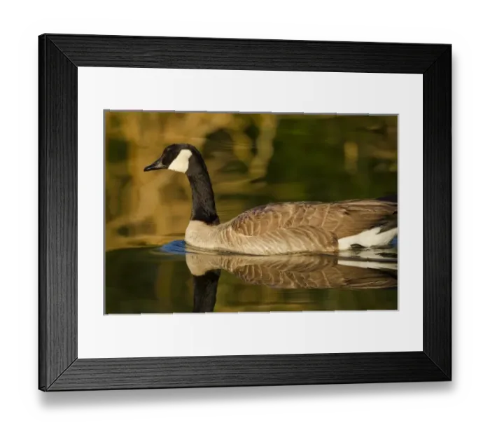 Framed Print : Canada geese (Branta canadensis) swimming at Bird Viewing Preserve in Henderson, NV Framed Print : Canada geese (Branta canadensis) swimming at Bird Viewing Preserve in Henderson, NV