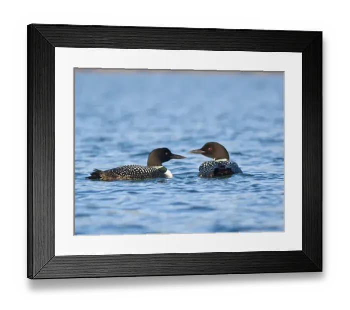 Framed Print : Common Loons in morning light on Whitefish Lake in Montana
