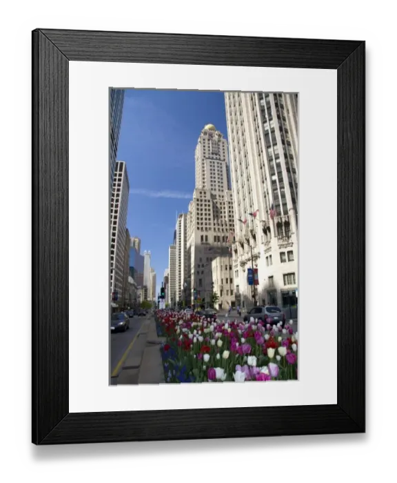 Framed Print : Tulip flowers growing in the city of Chicago, Illinois, USA