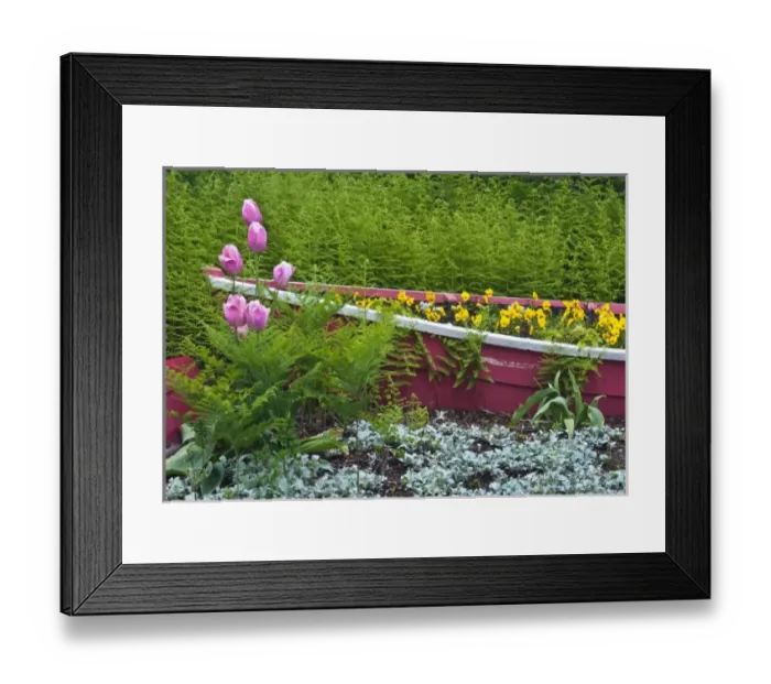 Framed Print : USA, Maine, Southwest Harbor. Wooden boat used as flower planter in garden Framed Print : USA, Maine, Southwest Harbor. Wooden boat used as flower planter in garden