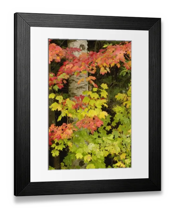 Framed Print : USA, North America, New Hampshire