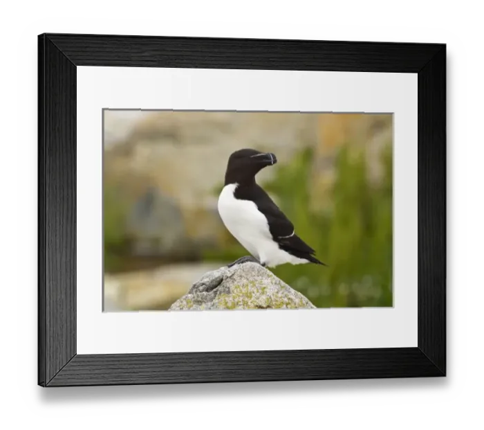 Framed Print : USA, North America, Maine Framed Print : USA, North America, Maine