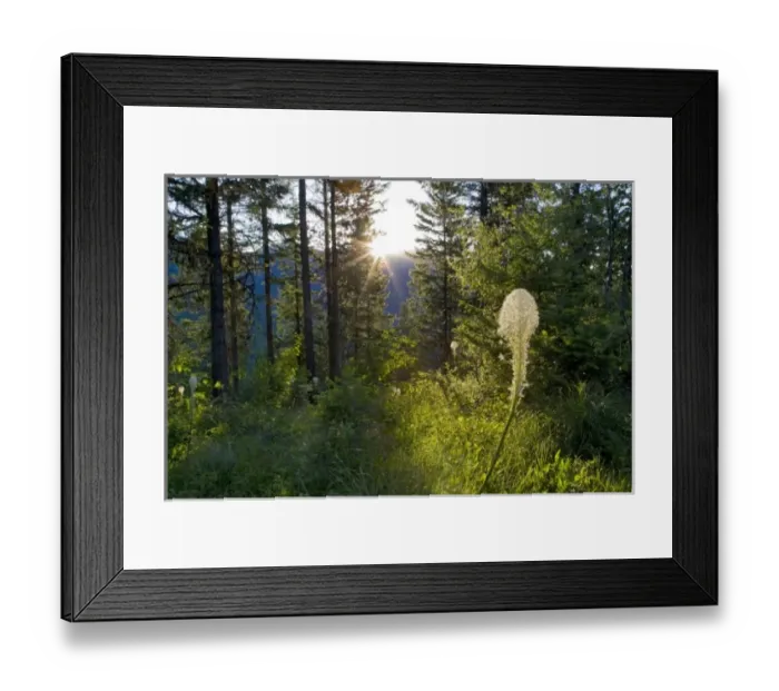 Framed Print : Sunrise peeks over the Whitefish Range and onto beargrass bloom near Whitefish Montana Framed Print : Sunrise peeks over the Whitefish Range and onto beargrass bloom near Whitefish Montana