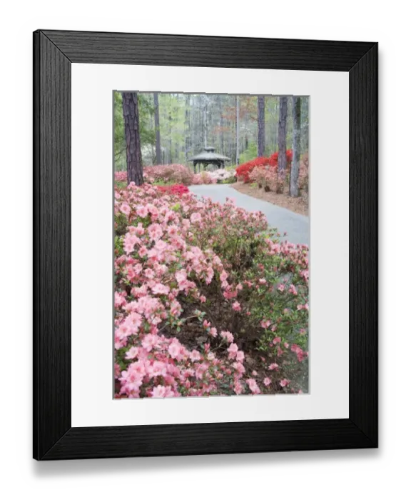 Framed Print : USA, Georgia, Pine Mountain. A gazebo amongst a garden of azaleas in springtime Framed Print : USA, Georgia, Pine Mountain. A gazebo amongst a garden of azaleas in springtime