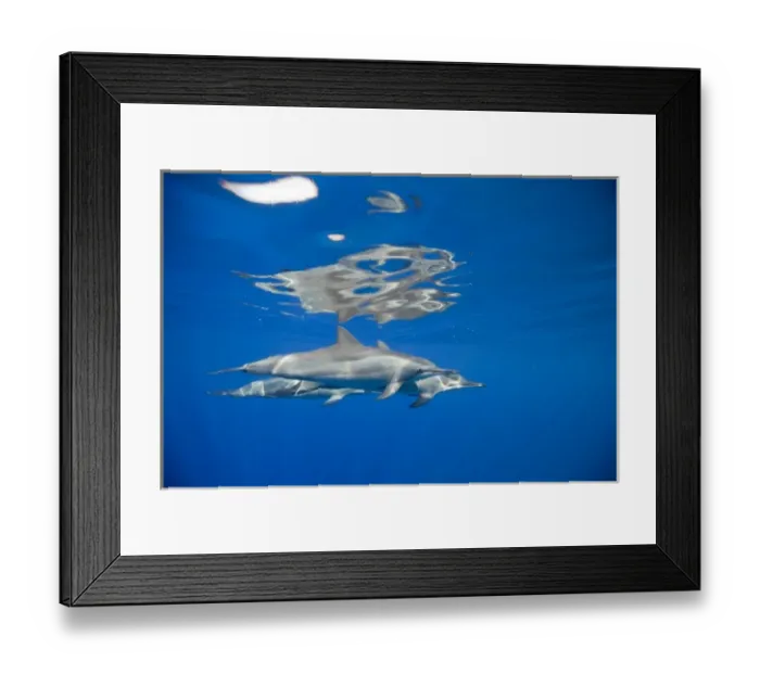 Framed Print : USA, Hawaii, Big Island, Underwater view of Spinner Dolphins (Stenella longirostris) Framed Print : USA, Hawaii, Big Island, Underwater view of Spinner Dolphins (Stenella longirostris)