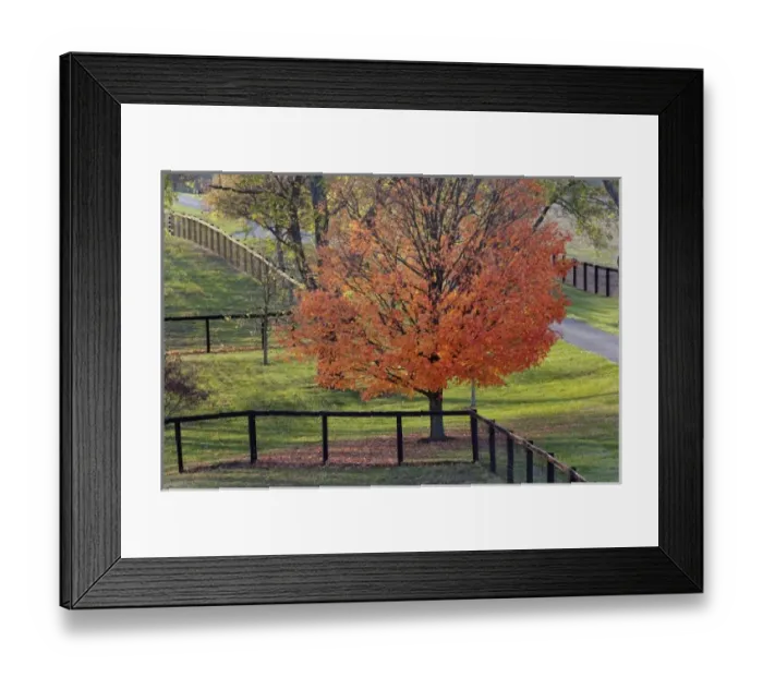 Framed Print : Fences and red maple tree in autumn, near Lexington, Kentucky Framed Print : Fences and red maple tree in autumn, near Lexington, Kentucky