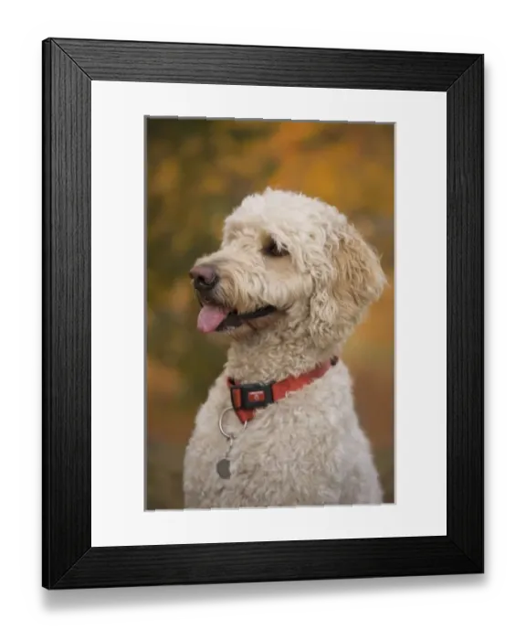 Framed Print : USA, New England, Massachusetts, Reading, Labradoodle Framed Print : USA, New England, Massachusetts, Reading, Labradoodle