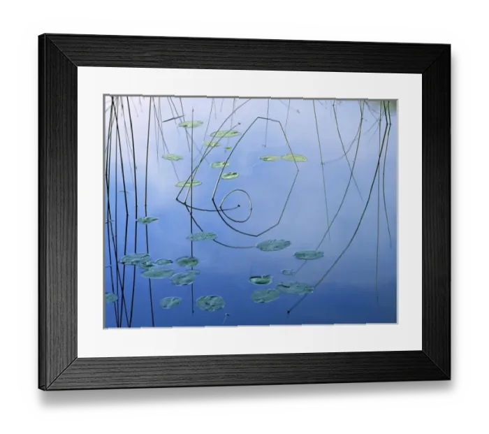 Framed Print : USA, Montana, Kalispell. Bent reeds form a geometrical reflection near Kalispell in Montana Framed Print : USA, Montana, Kalispell. Bent reeds form a geometrical reflection near Kalispell in Montana